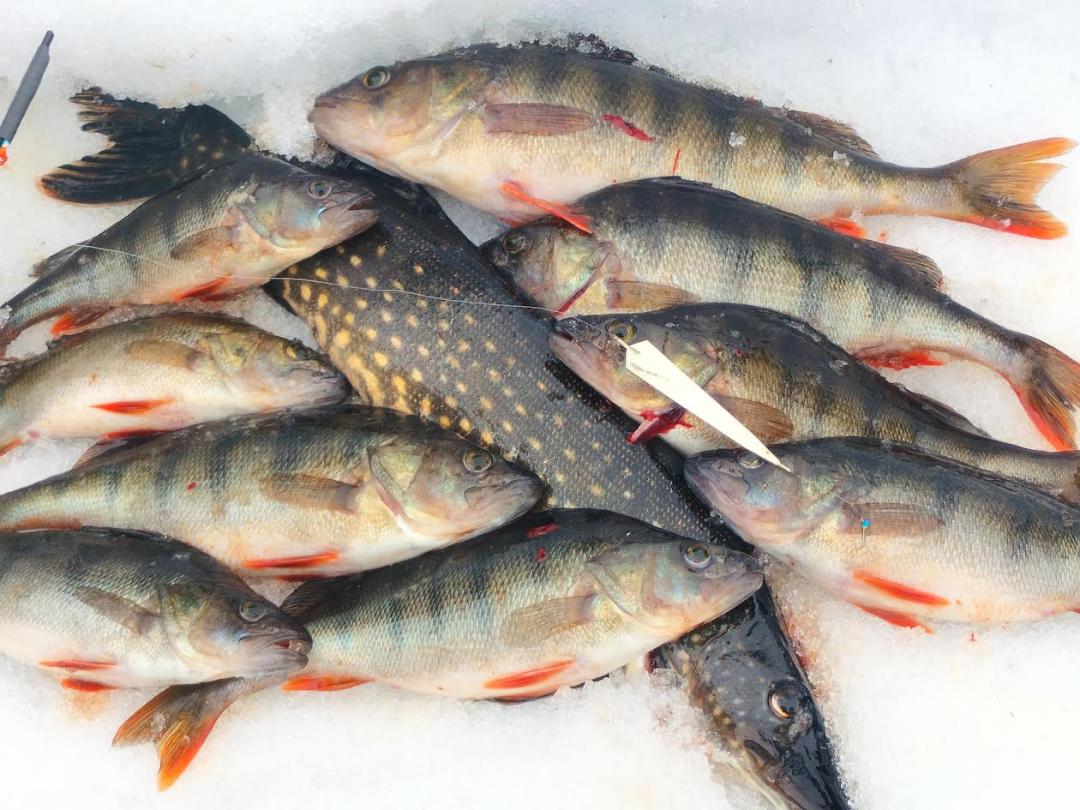 kuvassa ahvenia ja hauki jään päällä