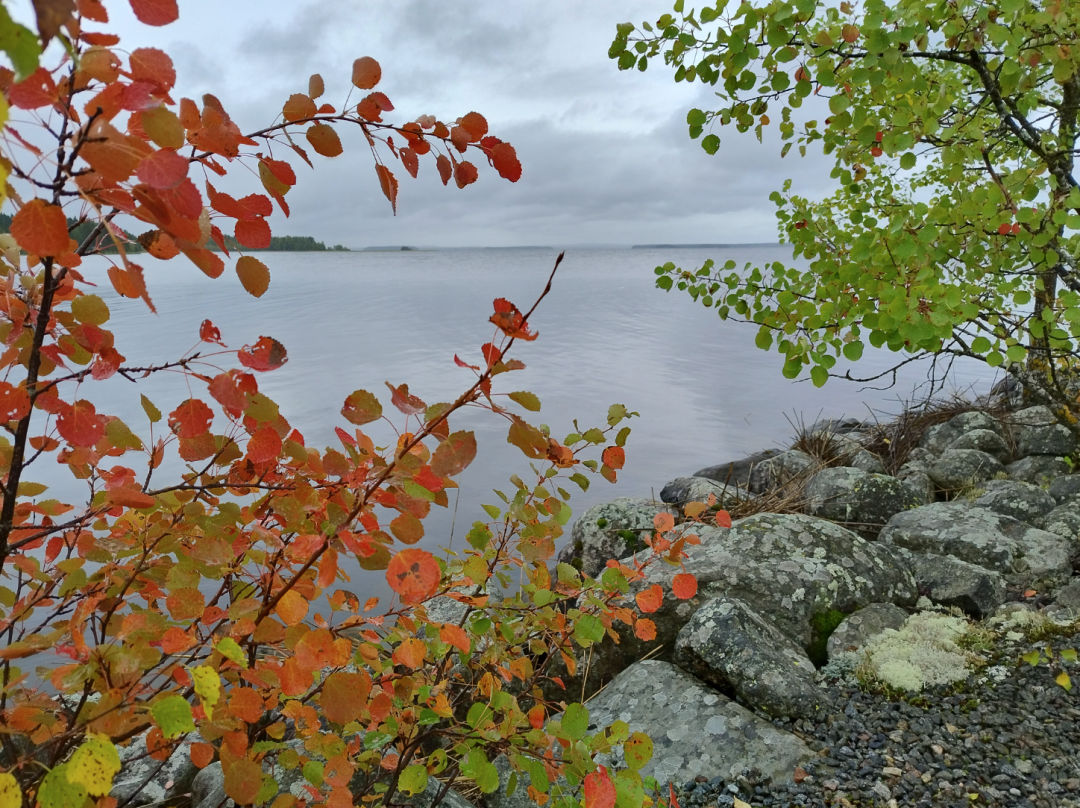 kuvassa on vettä ja puun lehtiä.